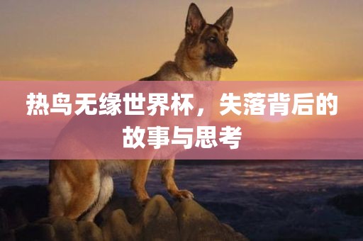 热鸟无缘世界杯，失落背后的故事与思考