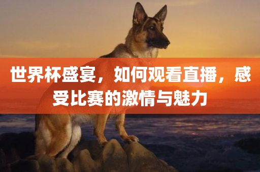 世界杯盛宴，如何观看直播，感受比赛的激情与魅力