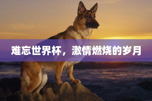 难忘世界杯，激情燃烧的岁月