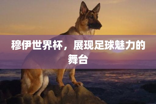 穆伊世界杯，展现足球魅力的舞台